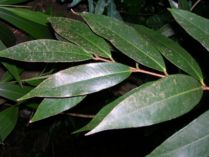 Starr 050818-4149 Syzygium jambos