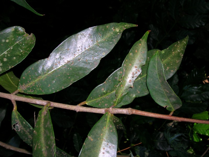 Starr 050818-4154 Syzygium jambos