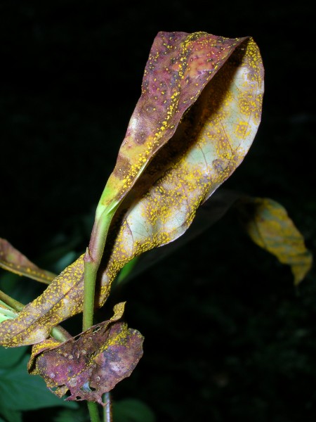 Starr 050818-4163 Syzygium jambos
