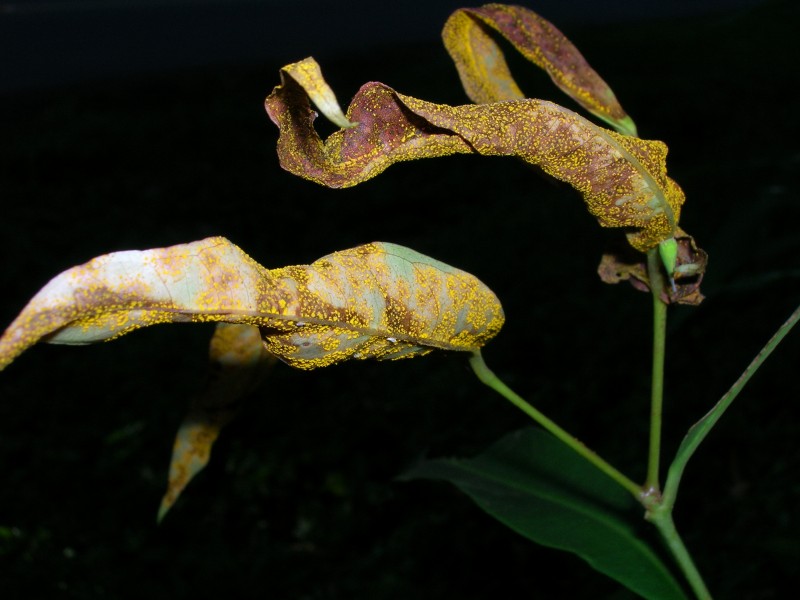 Starr 050818-4164 Syzygium jambos