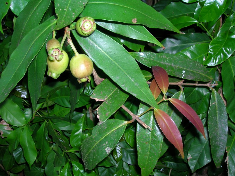 Starr 050818-4171 Syzygium jambos