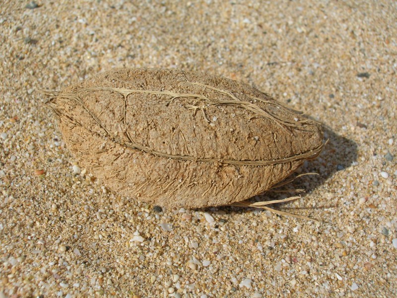 Starr 051020-5019 Terminalia catappa