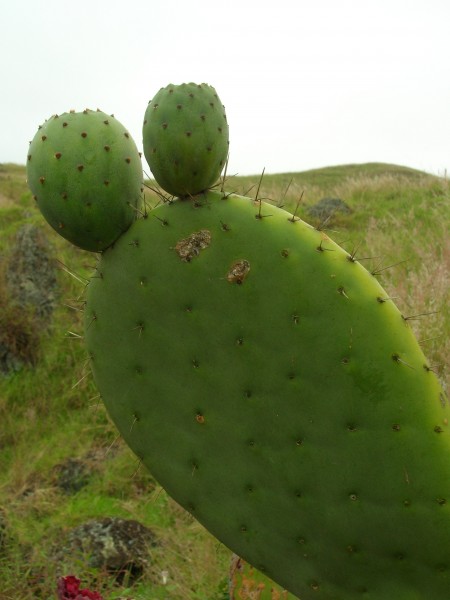 Starr 051122-5388 Opuntia ficus-indica