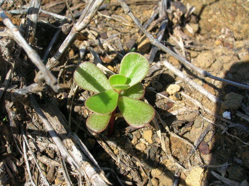 Starr 060405-6899 Portulaca oleracea
