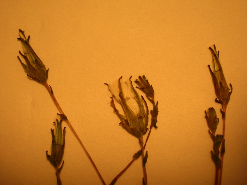 Starr 060405-7392 Lactuca sativa
