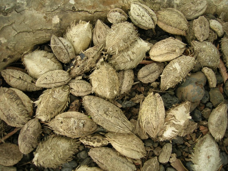 Starr 060422-7873 Terminalia catappa