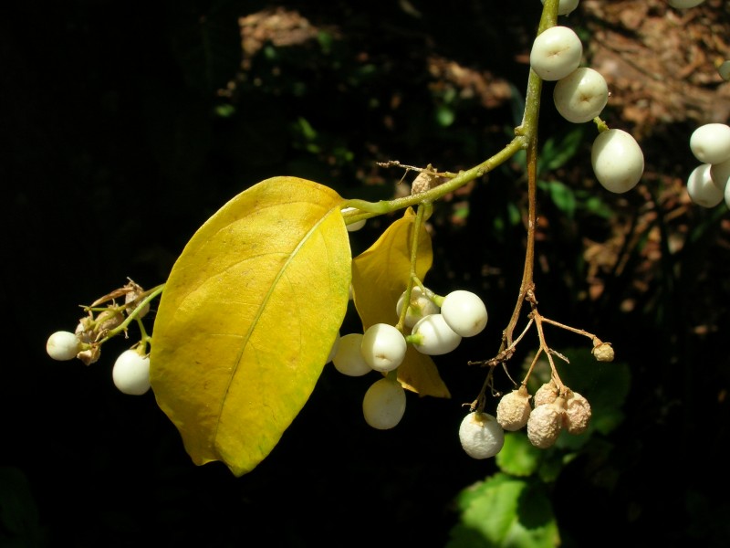 Starr 060916-8920 Cestrum nocturnum