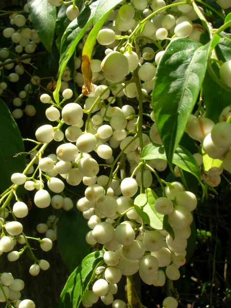 Starr 060916-8925 Cestrum nocturnum