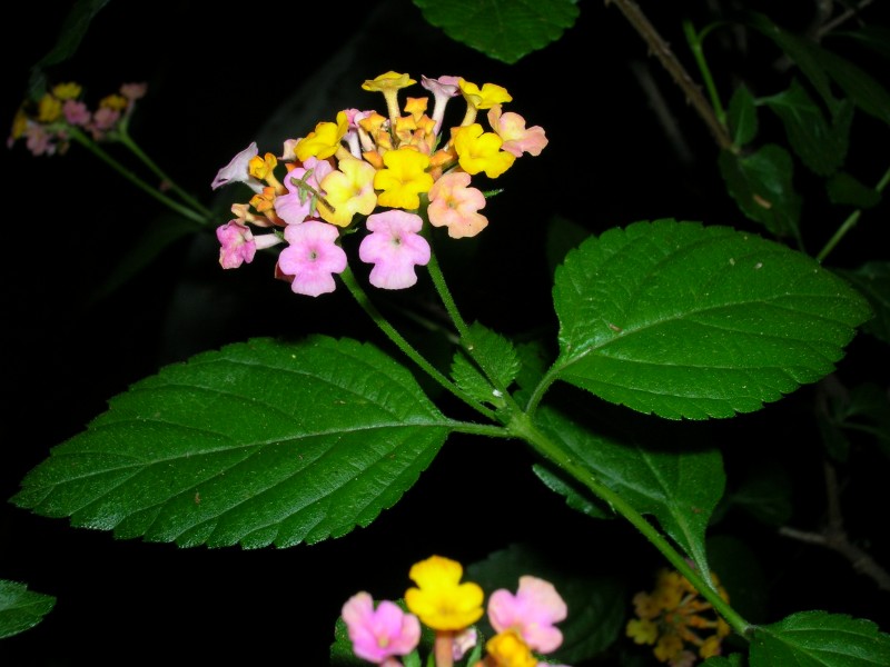 Starr 061116-9914 Lantana camara