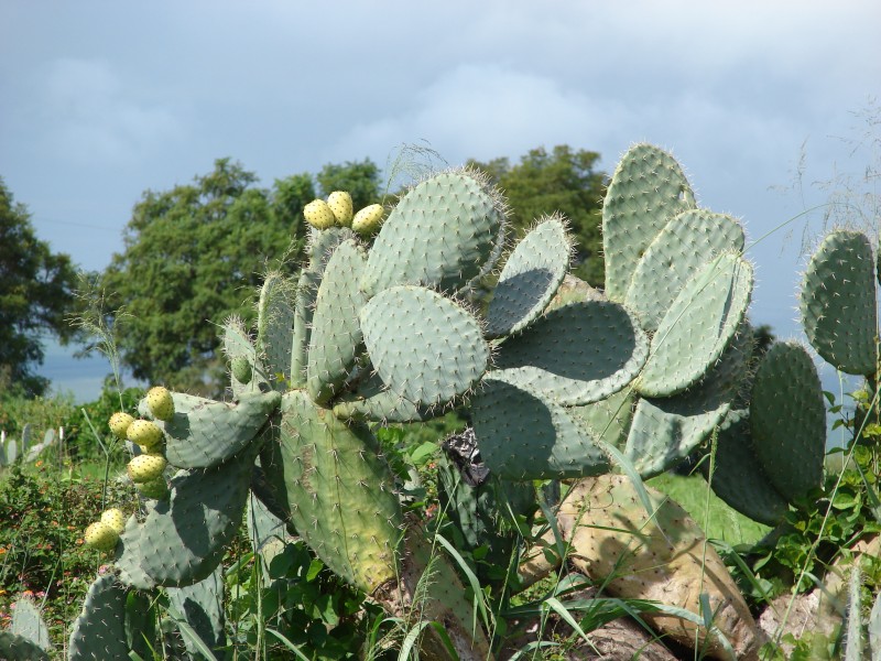 Starr 061201-1756 Opuntia ficus-indica