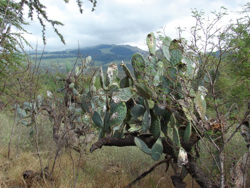 Starr 070124-3962 Opuntia ficus-indica
