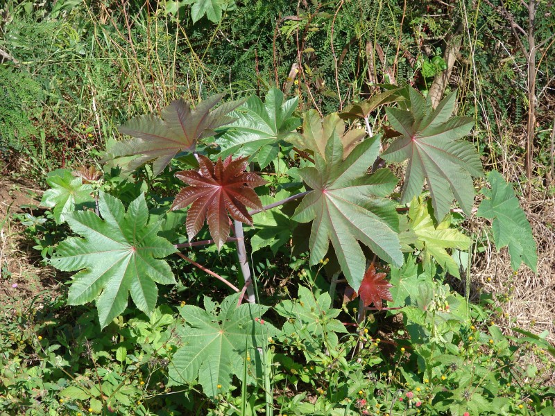Starr 070215-4500 Ricinus communis
