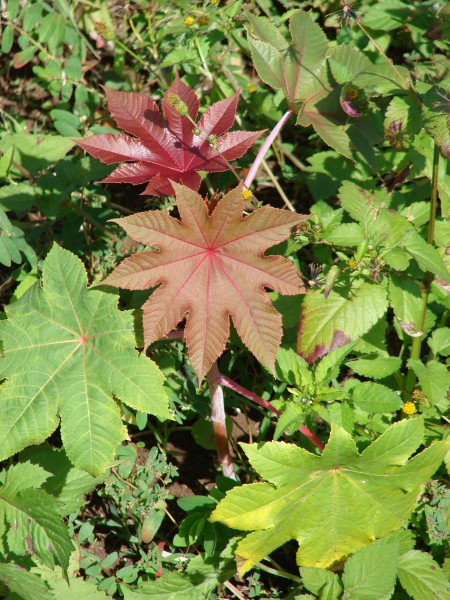 Starr 070215-4502 Ricinus communis