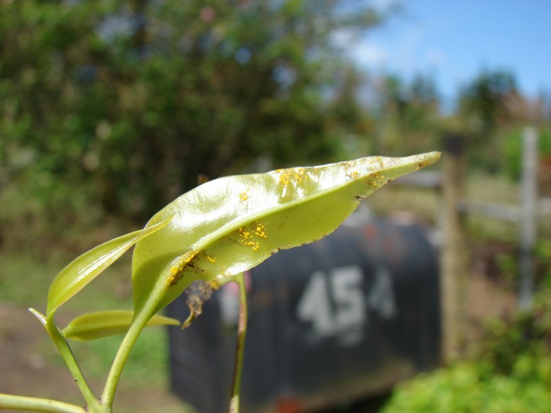 Starr 070328-6176 Syzygium cumini