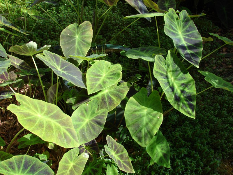 Starr 070515-7049 Colocasia esculenta