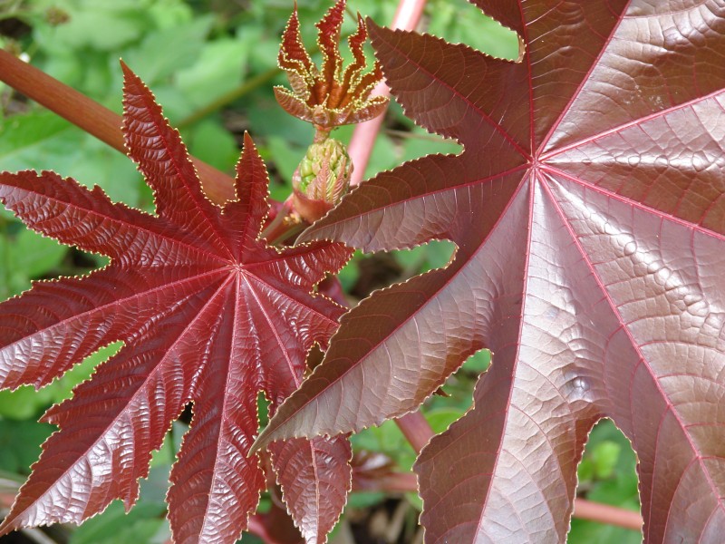 Starr 070830-8247 Ricinus communis
