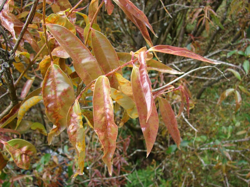 Starr 080326-3772 Syzygium jambos