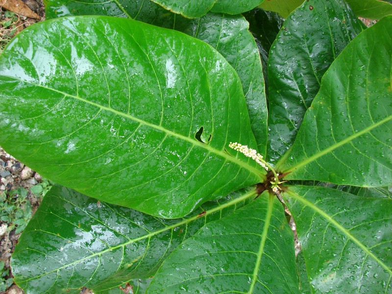 Starr 080607-7241 Terminalia catappa