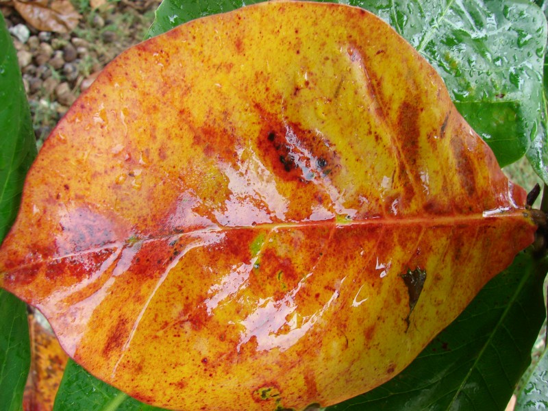 Starr 080607-7242 Terminalia catappa