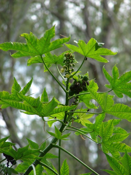 Starr 080608-7765 Ricinus communis