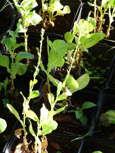 Starr 081031-0391 Lactuca sativa