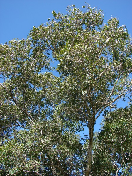 Starr 090213-2479 Syzygium cumini