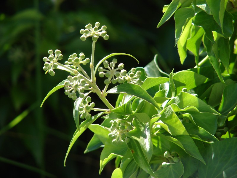 Starr-090519-8107-Hedera helix-flower buds-Kula-Maui (24929470576)