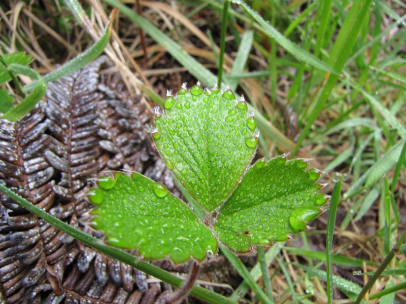 Starr-100412-4564-Fragaria chiloensis subsp sandwicensis-leaves with raindrops-Waikamoi-Maui (24402129643)