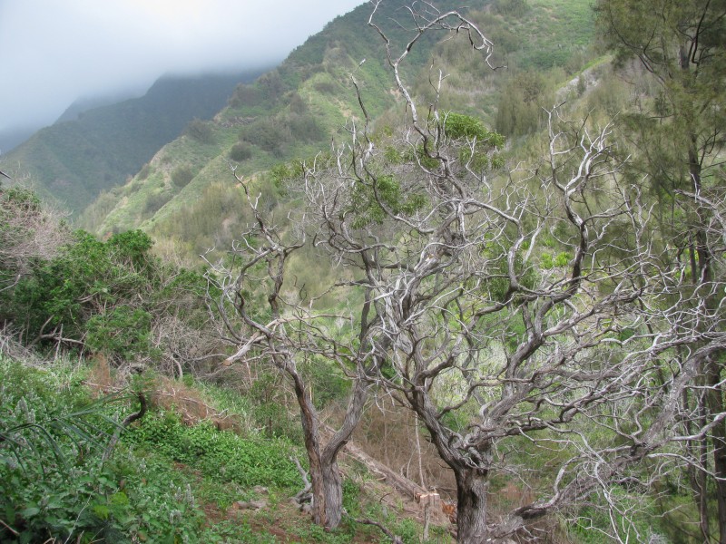 Starr-120229-9108-Acacia koaia-relict grove-Waikapu Valley-Maui (24768946789)