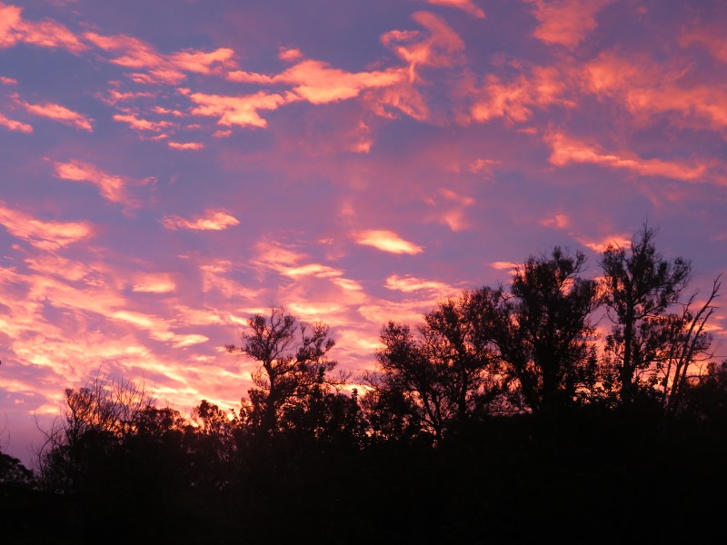 Starr-180319-2670-Eucalyptus globulus-view clouds at sunrise-Hawea Pl Olinda-Maui (26368500357)