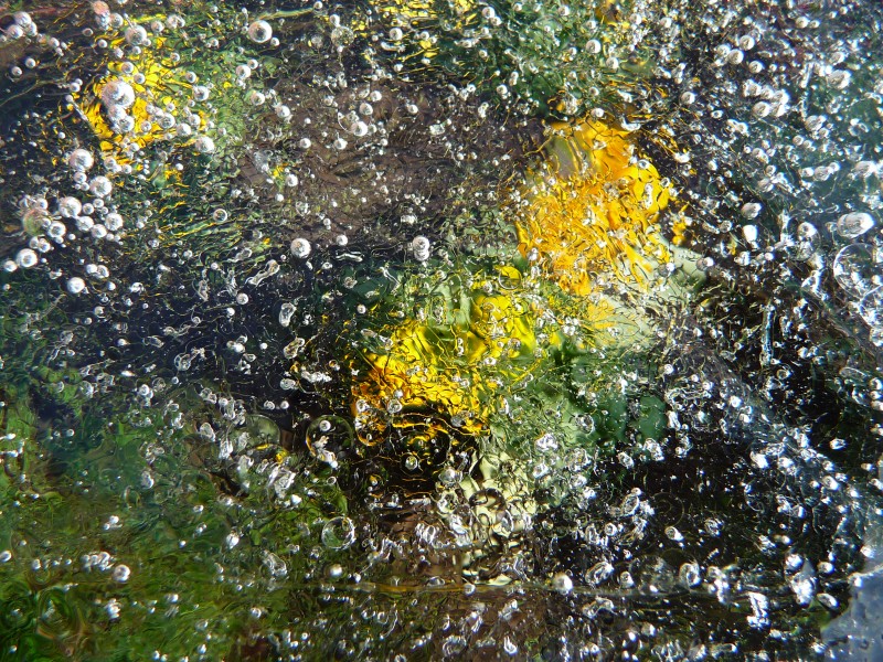 Stiefmütterchen unter Eis