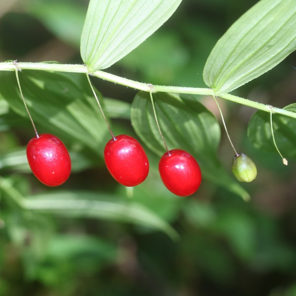 Streptopus streptopoides subsp. japonicus (fruits s4)