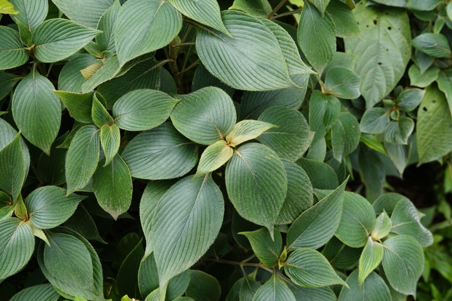Strobilanthes lanatus 3143