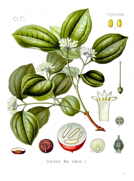 Strychnos nux-vomica - Köhler–s Medizinal-Pflanzen-266