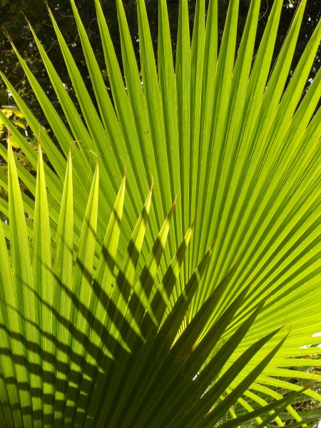 Sun playing in palmtree