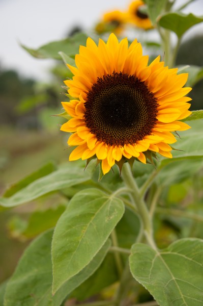 Sunflower 