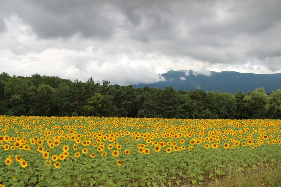 Sunflower field - panoramio (13)