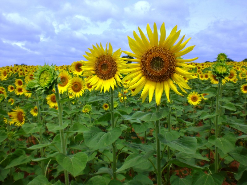 Sunflower near Raichur, India