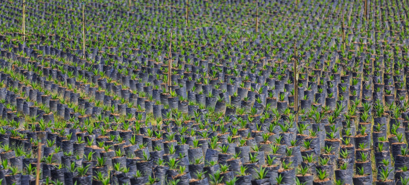 Sungai-Mangis Sabah Tamaco-Oil-Palm-Nursery-02