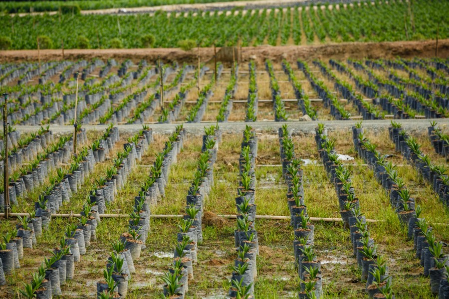 Sungai-Mangis Sabah Tamaco-Oil-Palm-Nursery-04