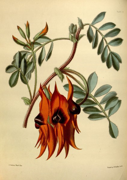 Swainsona formosa Paxton 10