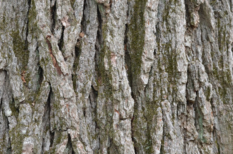 Swamp White Oak Quercus bicolor Bark Closeup Horizontal
