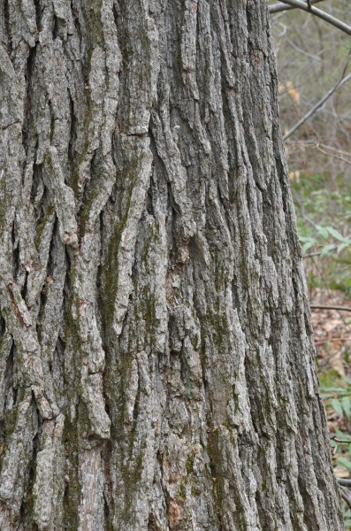 Swamp White Oak Quercus bicolor Bark Vertical 1