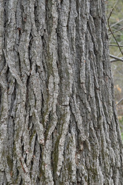 Swamp White Oak Quercus bicolor Bark Vertical 2