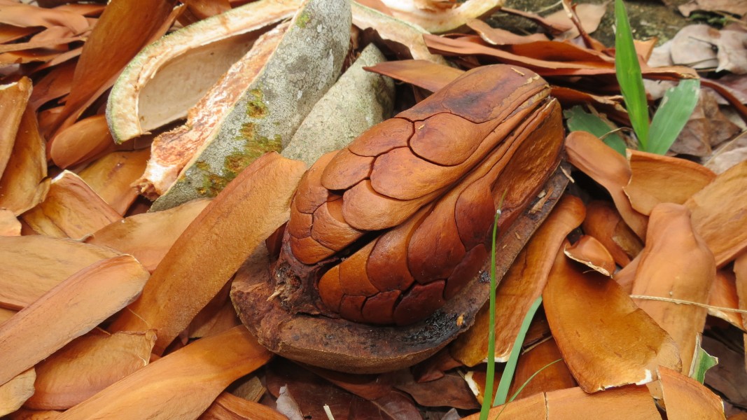 Swietenia macrophylla - Mogno