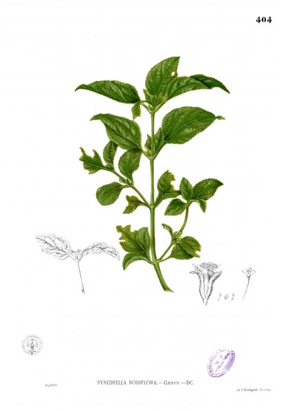 Synedrella nodiflora Blanco2.404