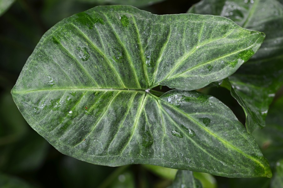 Syngonium 'White Butterfly' Leaf 2