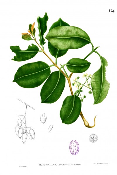 Syzygium cumini Blanco1.174