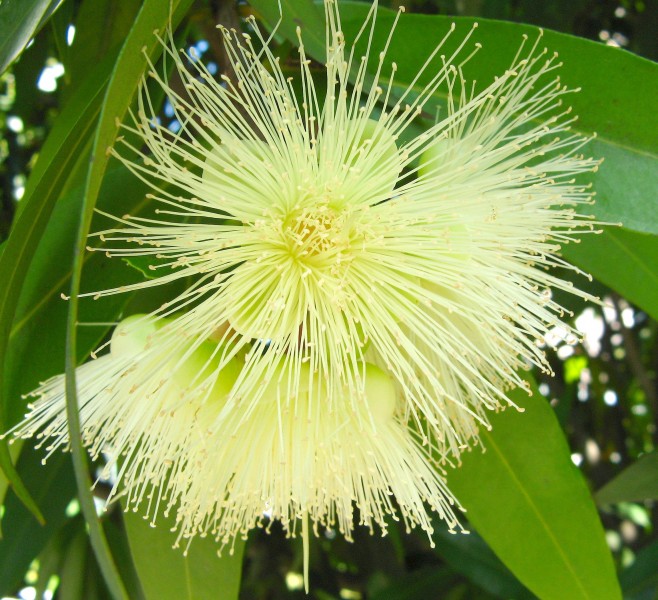 Syzygium jambos3034247809