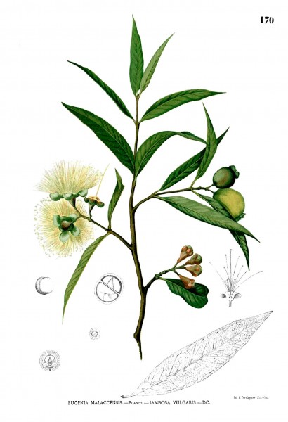 Syzygium jambos Blanco1.170